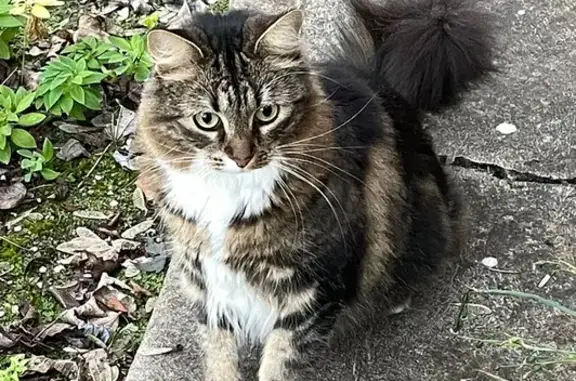 Lost Tabby Cat: White Marks, Long Whiskers!