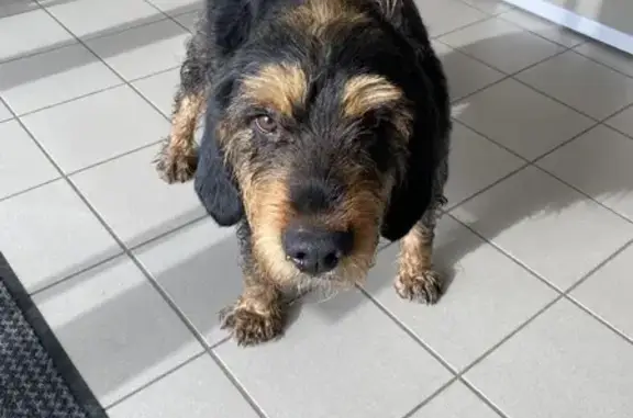 Chien perdu près de Seurre sauvé - photo