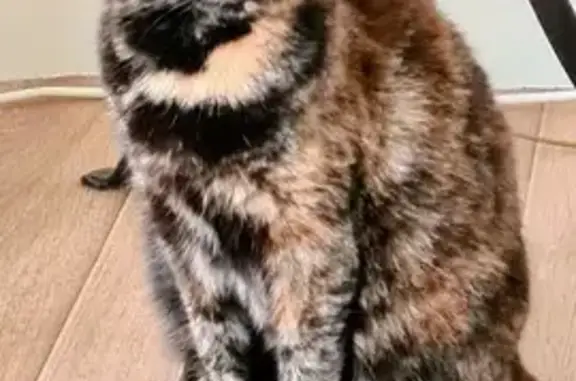Animaux perdus Fontenay-le-Comte, photo: Chatte écaille disparue à Fontenay