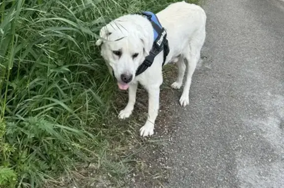 Labrador blanc âgé trouvé à Balma - photo