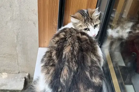 Chat écaille-blanc trouvé à Toulouse - photo