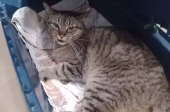 Animaux trouvés Caluire-et-Cuire, photo: Chatte européenne trouvée à Caluire