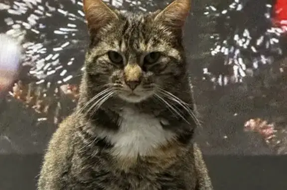 Animaux perdus , photo: Chat perdu: Mimoune, craintif