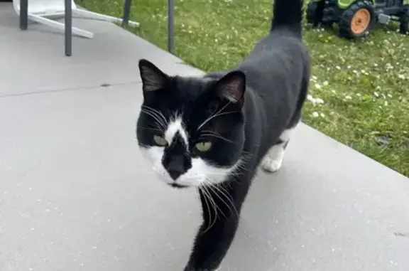 Chat sociable trouvé à Pommiers - photo