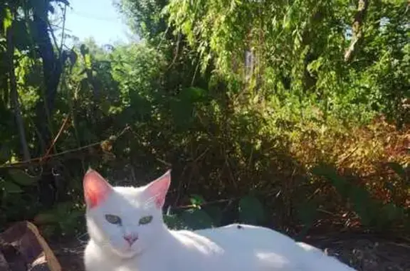 Chat perdu, Laventie, photo: Chatte blanche perdue à Laventie
