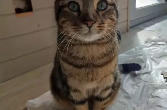 Animaux perdus Brest, photo: Chaton tigré perdu à Brest