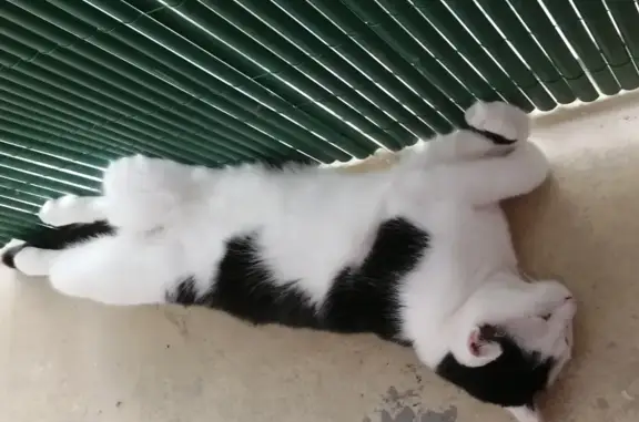 Animaux perdus , photo: Chat noir et blanc perdu à Chemillé