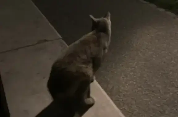 Chat perdu au Quai Augagneur - photo
