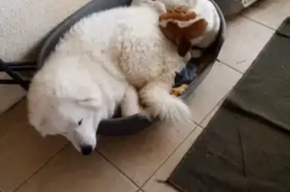 Chien perdu , photo : Alerte: 2 Chiens Perdus à Beaucaire