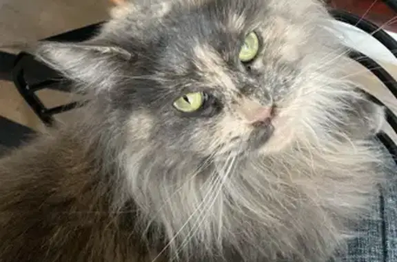 Animaux perdus Toulouse, photo: Chatte craintive perdue: Ravioli