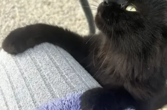 Animaux perdus Sainte-Anne-sur-Brivet, photo: Chat noir poilu perdu à La Livaudais
