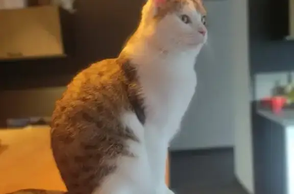 Animaux perdus , photo: Chatte perdue à Griscourt