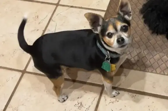Lost Black Tri Chihuahua in Seminole - Help!