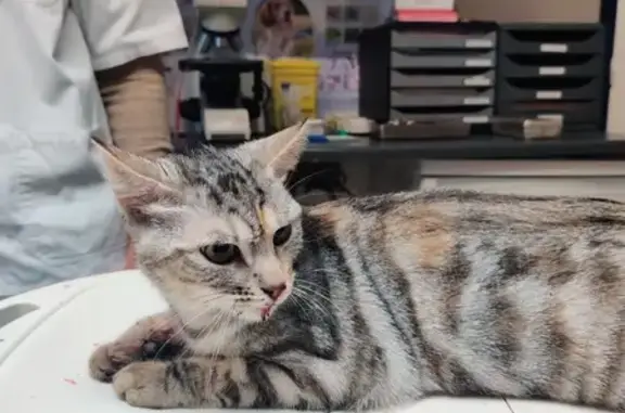 Animaux trouvés Pertuis, photo: Chatte tigrée blessée retrouvée