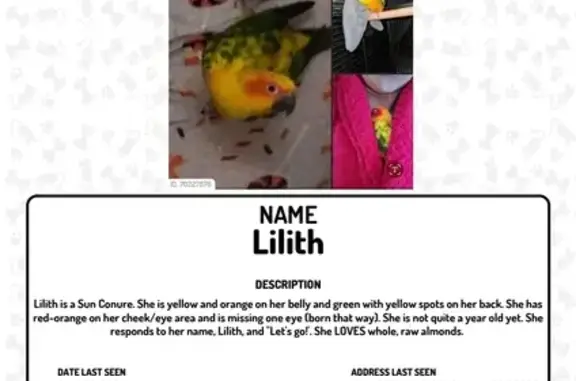 Lost One-Eyed Sun Conure - Res...