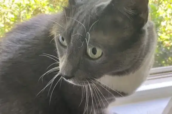 Lost Plump Gray Tuxedo Cat in Syracuse!