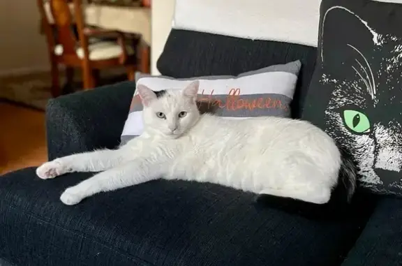 Lost White Cat, Black Ear/Tail - St. Louis