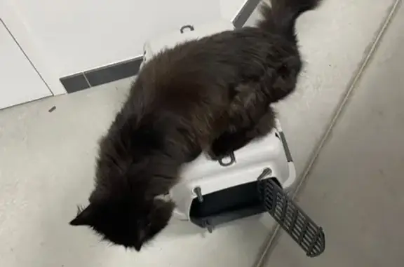 Chat angora trouvé à Brusvily - photo