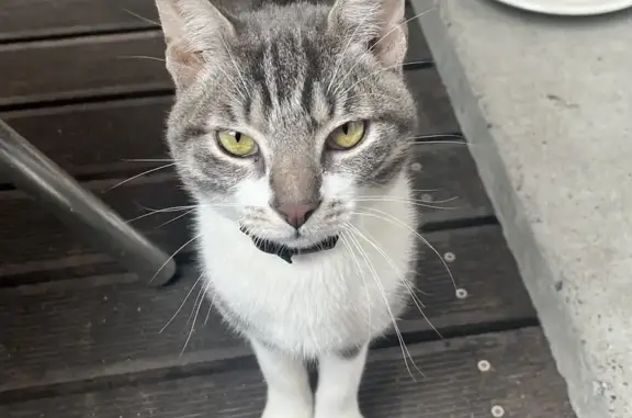 Jeune chat gris/blanc trouvé - photo