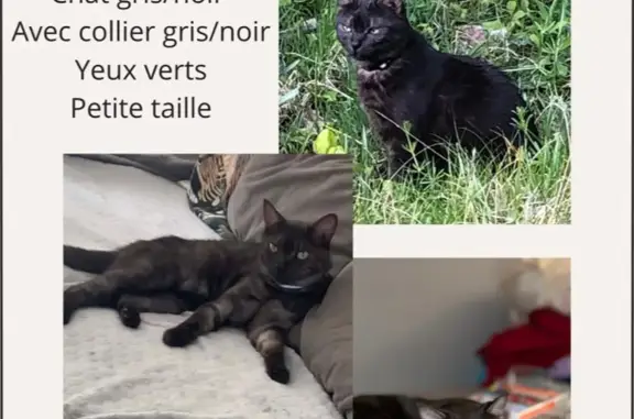 Chat perdu, Malakoff, photo: Chat tigré perdu à Malakoff