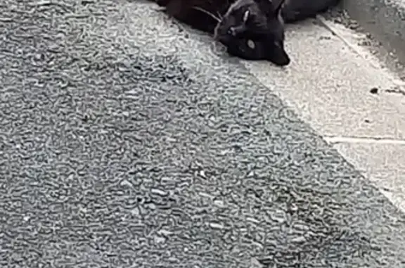 Chat noir maigre trouvé à Poitiers - photo