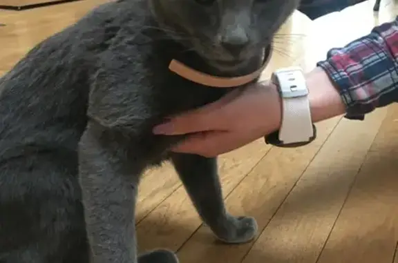 Chat Chartreux perdu, non pucé - photo