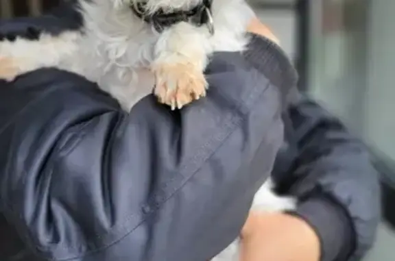 Animaux trouvés Saint-Louis, photo: Chien Bichon Blanc Retrouvé