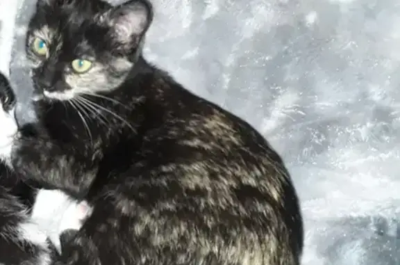 Animaux perdus Gréoux-les-Bains, photo: Chatte Siamoise handicapée perdue
