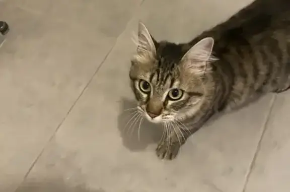 Chat trouvé Ollioules, photo: Chat tigré retrouvé à Ollioules