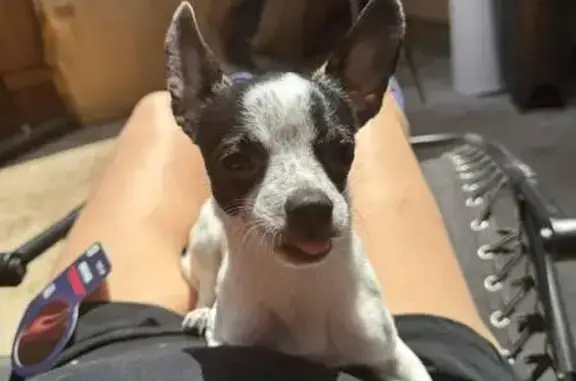 Lost White Chihuahua in Alvarado - Help!
