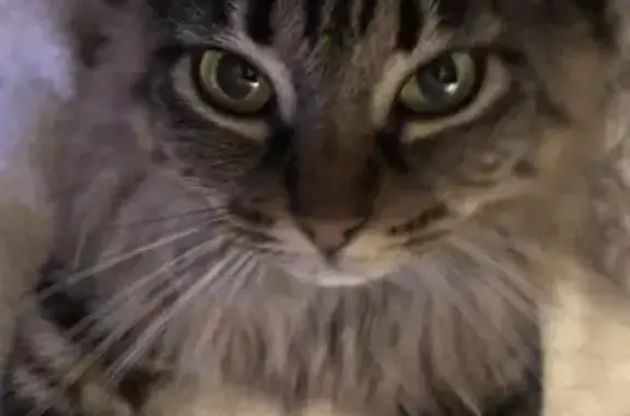 Chat perdu, Montrouge, photo: Loupie, chatte tigrée, perdue