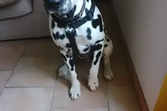 Animaux perdus , photo: Dalmatien perdu à Estebelingue
