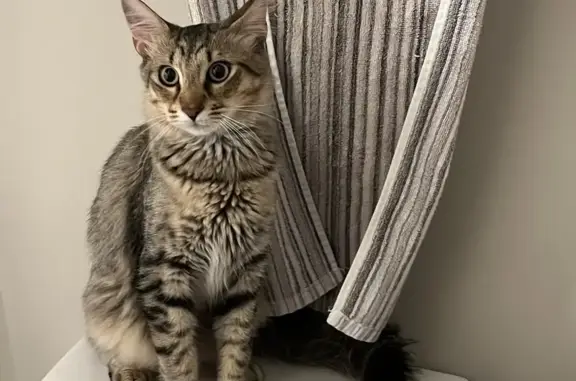 Lost Tabby Cat in Sugar Hill - Call Now!