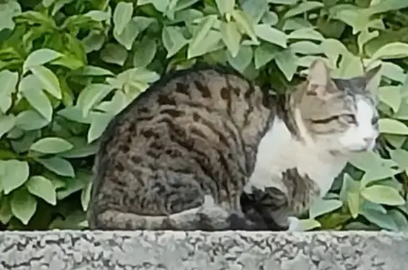 Chat blanc tigré trouvé à La Baume - photo