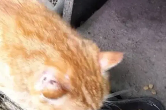 Chat trouvé Anould, photo: Chat blessé et affamé trouvé