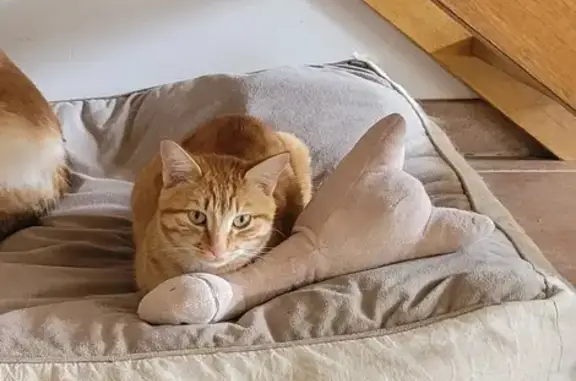 Animaux perdus Berric, photo: Chat roux Simba perdu à Berric