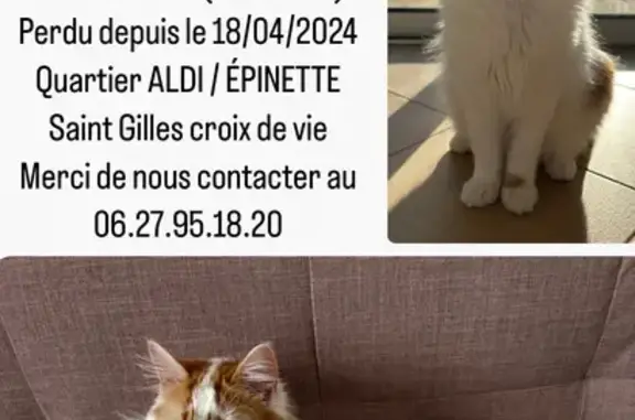 Chat perdu, Saint-Gilles-Croix-de-Vie, photo: Alerte: Manny, chat blanc/roux perdu