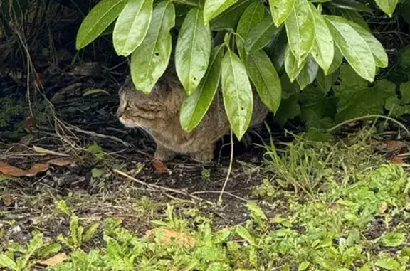 Chat blessé vu à Saint-Séverin - photo