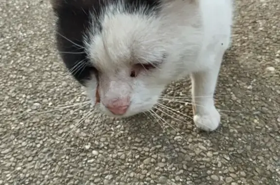 Chat noir et blanc blessé trouvé - photo