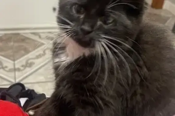 Lost Kitten: Black & White, Long Whiskers - Help!