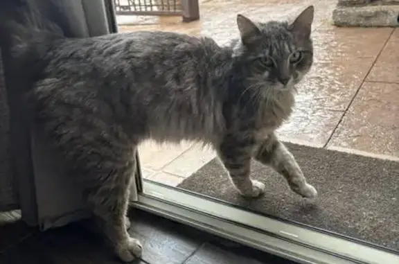 Chat gris docile trouvé à Solliès - photo