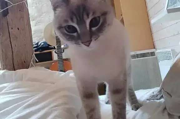 Animaux perdus , photo: Chatte tigrée perdue à Pin-Balma