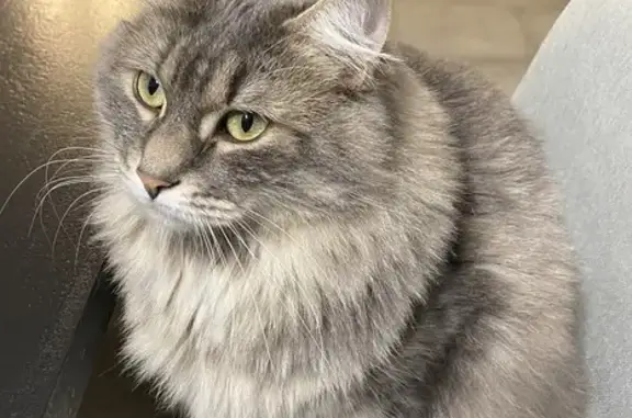 Chat perdu, , photo: Chatte tigrée perdue à Vaux-sur-V.