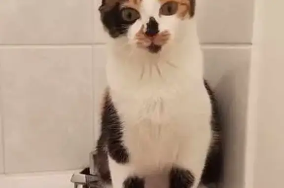 Animaux perdus Mérignac, photo: Chatte tricolore perdue à Mérignac