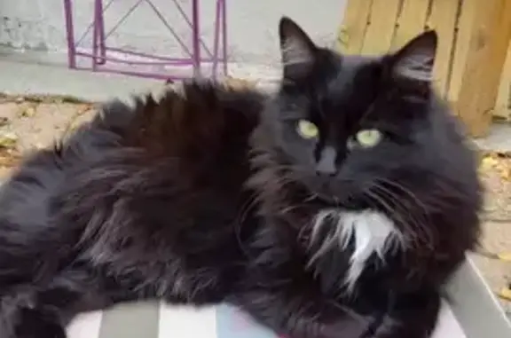 Animaux perdus La Motte-d'Aveillans, photo: Chatte noire perdue à La Motte