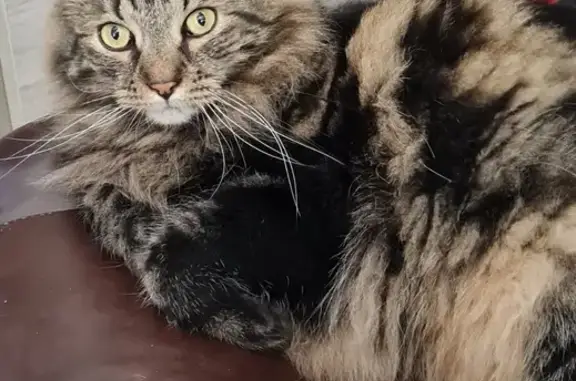 Chat perdu, , photo: Chat européen poilu perdu à Monceau