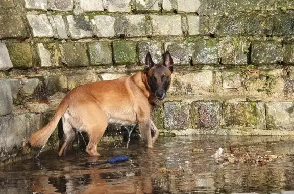 Chien perdu Guyancourt, photo : Berger Malinois Perdu - Guyancourt