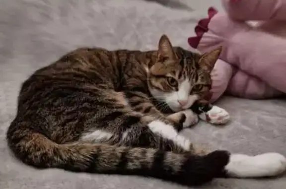 Pimousse, chatte perdue à Migennes - photo
