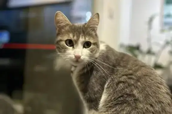 Chat perdu, , photo: Chat gris-blanc perdu à Montceaux
