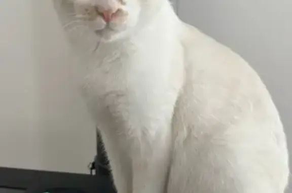 Chat perdu, , photo: Chat blanc/roux perdu - Bas-Ségala